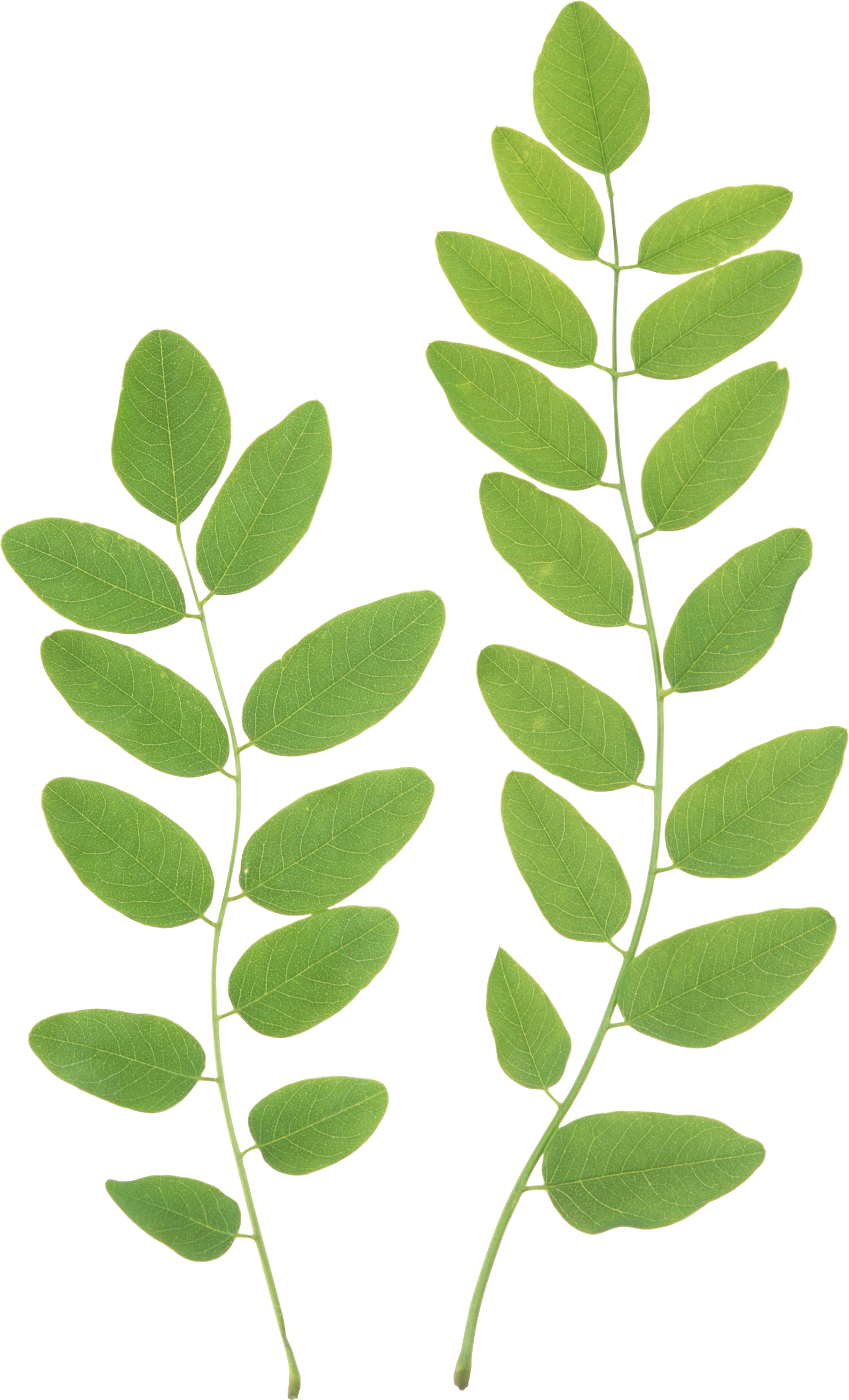 Natural leaf