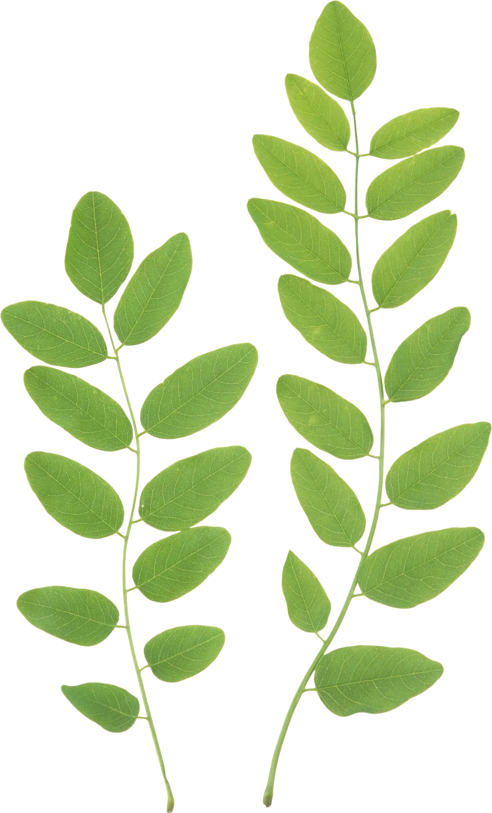 Natural leaf