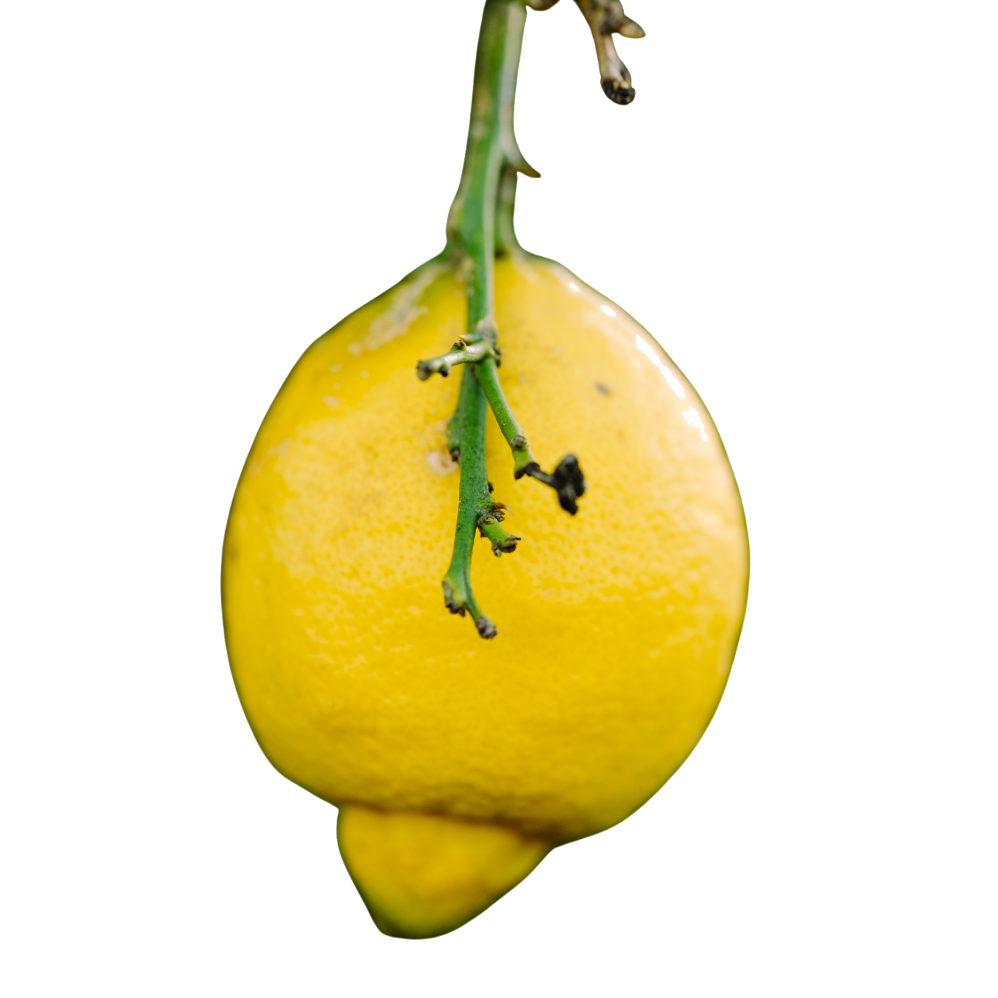 Lemon