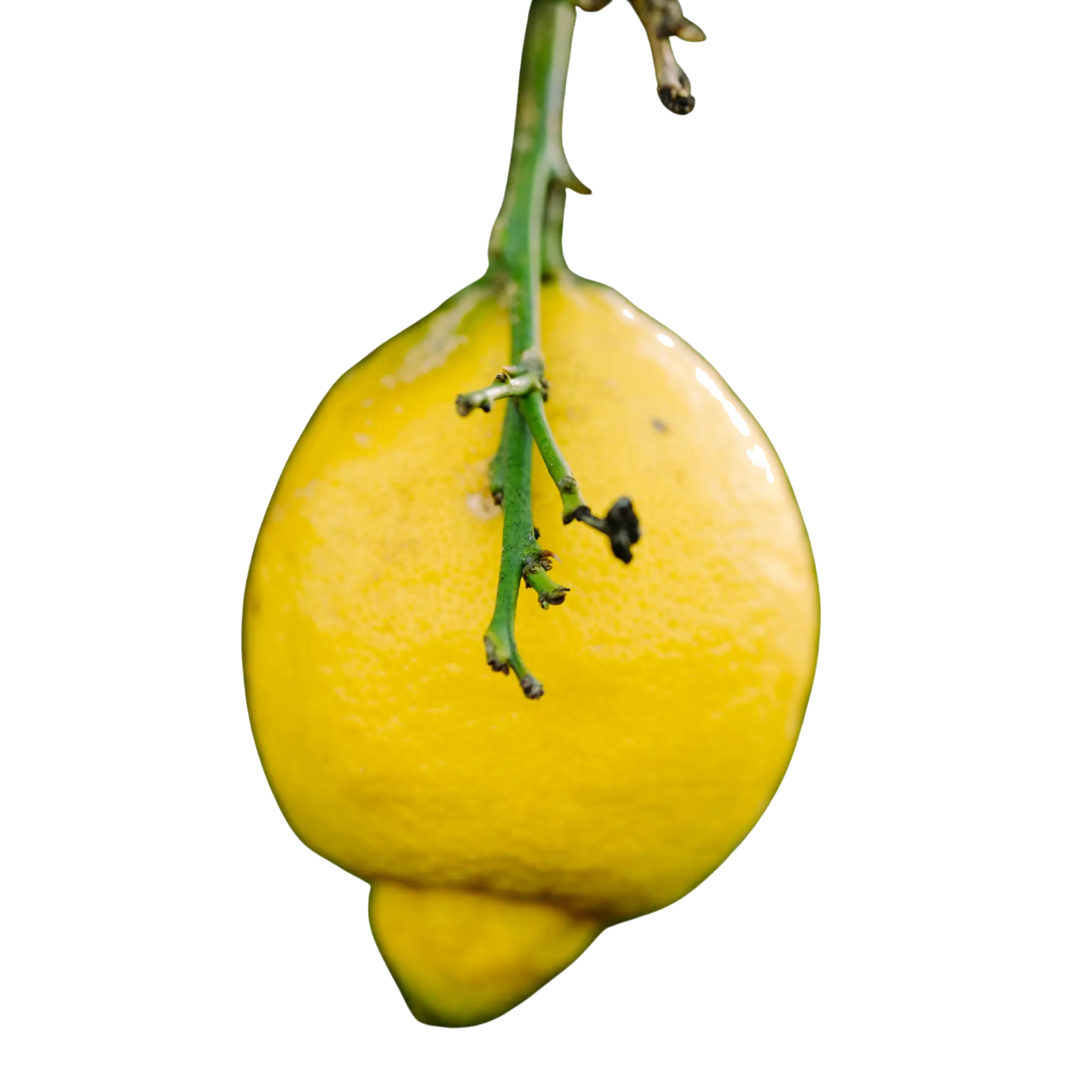 Fresh lemon hanging from the branch