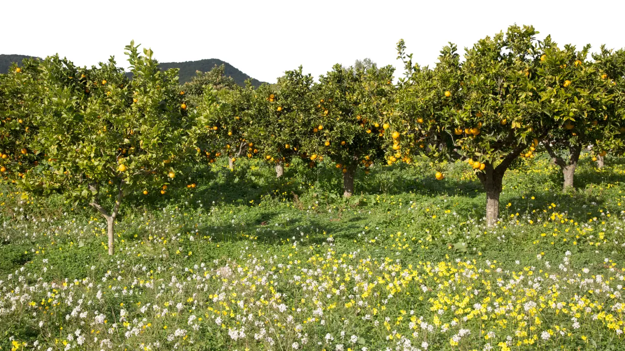 Jackson Ranch lemon grove