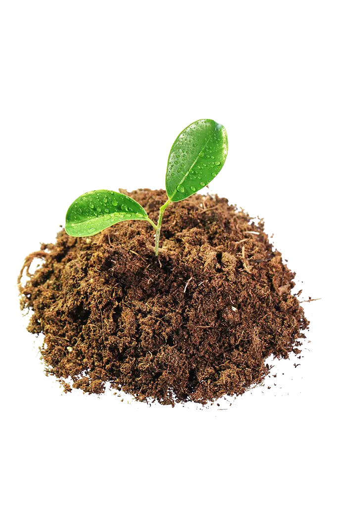 Seedling in soil
